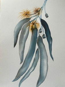 Natives Watercolour Workshop  Saturday 8th July  10am - 2pm   FULL