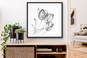 3 Tulips  Black & White