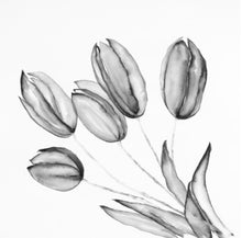 5 Tulips  Black & White